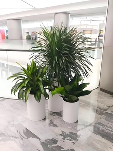 宁波镇海花木出租方案